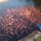 Bisnis Budidaya Ikan Nila di Kolam